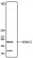 HDAC2 Antibody (N-Terminus)